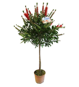 Pianta CALLISTEMON RED CITRINUS Spazzolino rossoALBERELLO VASO 20 CM FOTO REALE