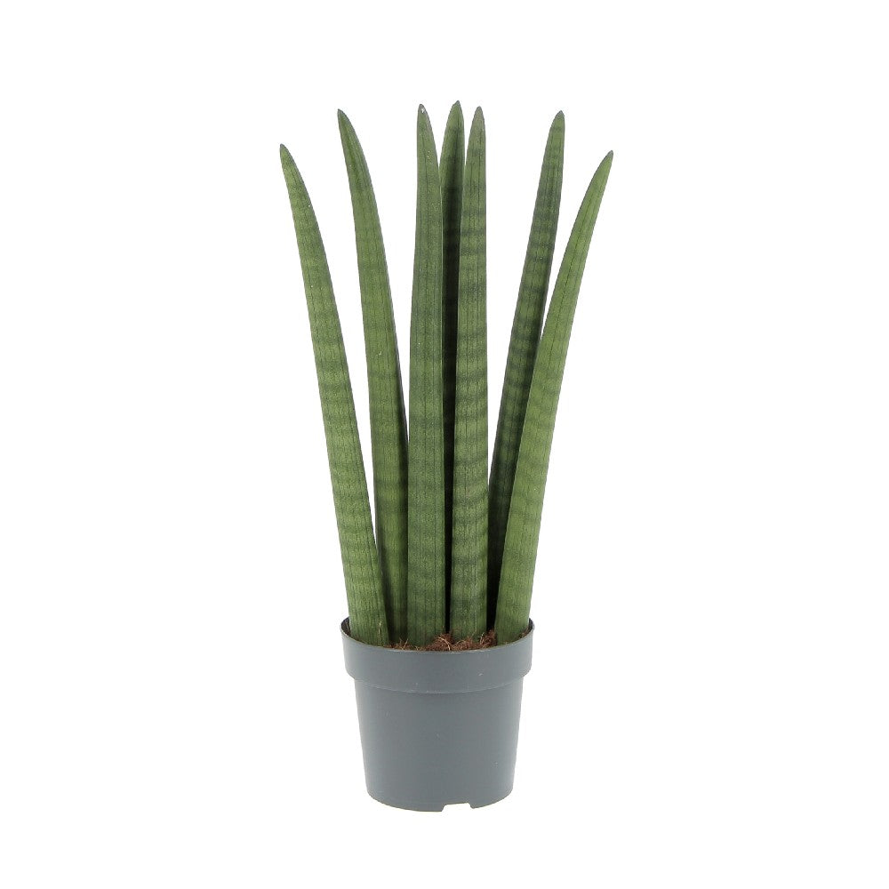 Pianta di SANSEVERIA CYLINDRICA SPAGHETTI pianta da interno h 30 cm vaso 12 cm