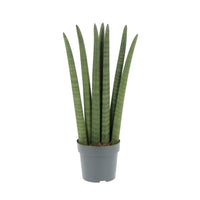 Pianta di SANSEVERIA CYLINDRICA SPAGHETTI pianta da interno h 30 cm vaso 12 cm