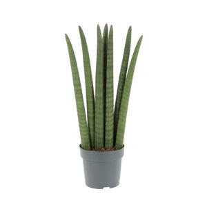 Pianta di SANSEVERIA CYLINDRICA SPAGHETTI pianta da interno h 30 cm vaso 12 cm