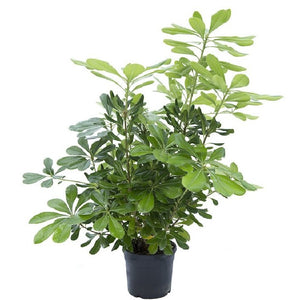 Pianta di PITTOSFORO pittosphorum TOBIRA FIORE BIANCO vaso16 siepe siepi H 70 CM