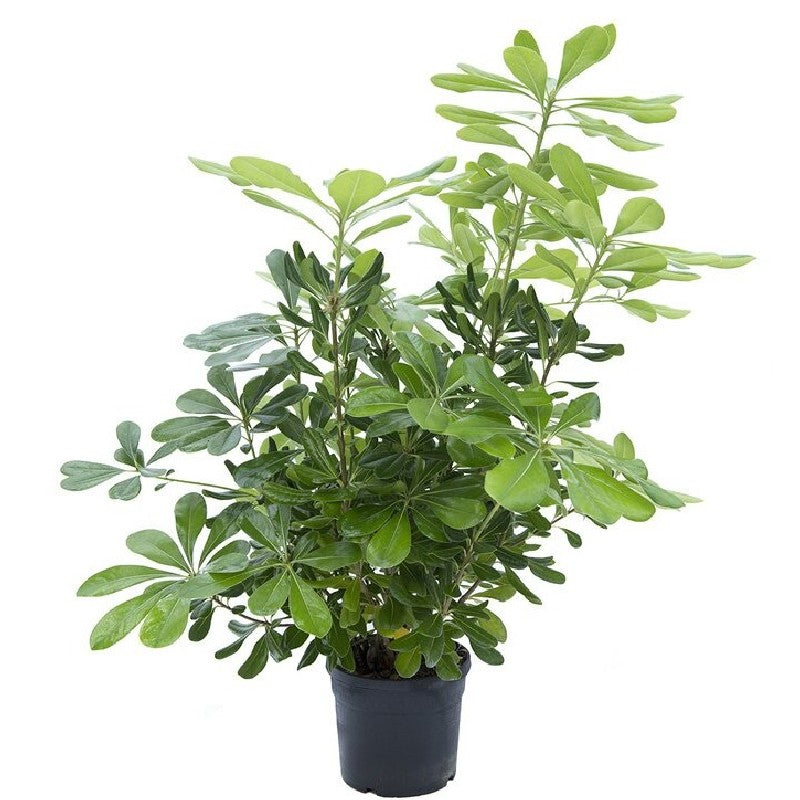 Pianta di PITTOSFORO pittosphorum TOBIRA FIORE BIANCO vaso16 siepe siepi H 70 CM