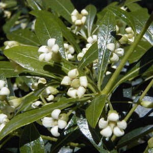 Pianta di PITTOSFORO pittosphorum TOBIRA FIORE BIANCO vaso16 siepe siepi H 70 CM