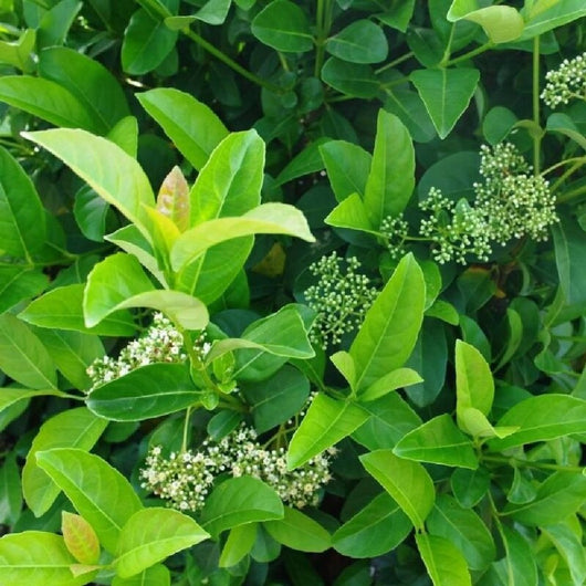 Viburnum Lucidum in vaso 18 cm