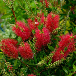 Pianta CALLISTEMON RED CITRINUS Spazzolino rosso Cespuglio VASO 16/18 FOTO REALE