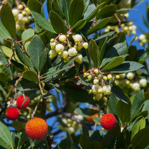 Pianta di CORBEZZOLO cespuglio ARBUTUS UNEDO frutti rossi VASO 16/18 FOTO REALE