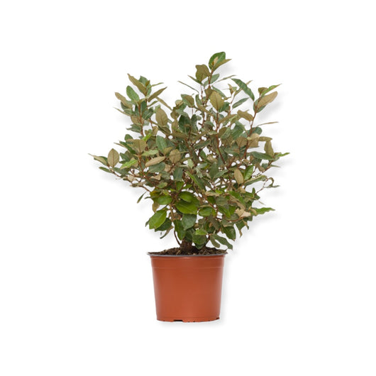 Pianta di ELEAGNUS GOUMI VARIEGATO ornamentale CESPUGLIO VASO 20 CM H 40/60 CM