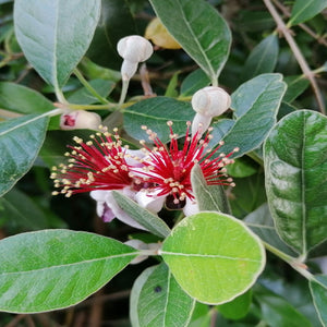 Pianta di FEIJOA SELLOWIANA Fejoia Acca sellowiana VASO 16/18 CM FOTO REALE