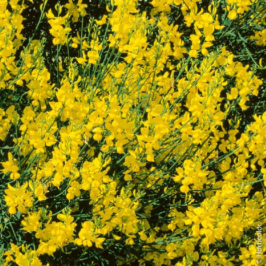 Pianta di GINESTRA ODOROSA DI SPAGNA gialla spartium Junceum vaso18 FOTO REALE