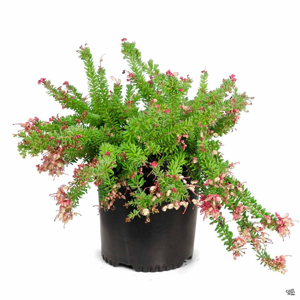 Pianta di GREVILLEA TAMBORITHA strisciante per bordure FIORE ROSA IN VASO 18 CM