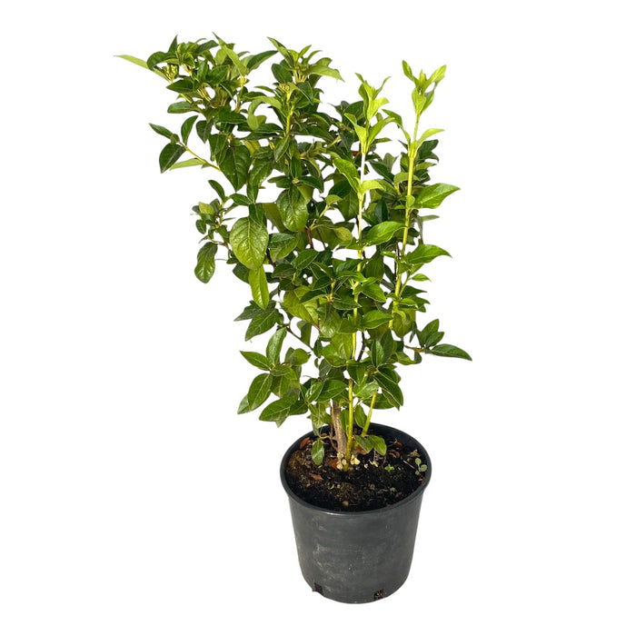 Pianta di VIBURNUM TINUS cespuglio FIORE BIANCO vaso18cm h50cm FOTO REALE