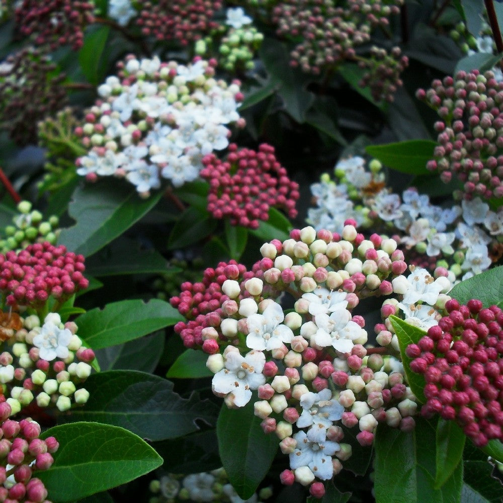 Pianta di VIBURNUM TINUS cespuglio FIORE BIANCO vaso18cm h50cm FOTO REALE