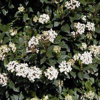 Pianta di VIBURNUM TINUS cespuglio FIORE BIANCO vaso18cm h50cm FOTO REALE