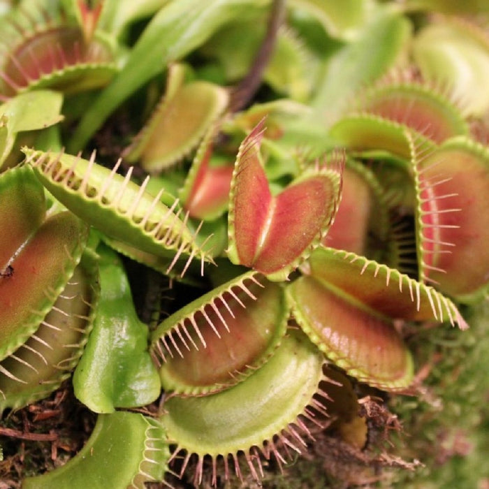 Terriccio per PIANTE CARNIVORE VIGORPLANT 5LT saracenia Dionea muscipula