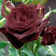 Pianta di ROSA BREVETTATA BLACK BACCARA ® rosa nera PROFUMATA vaso19 FOTO REALE