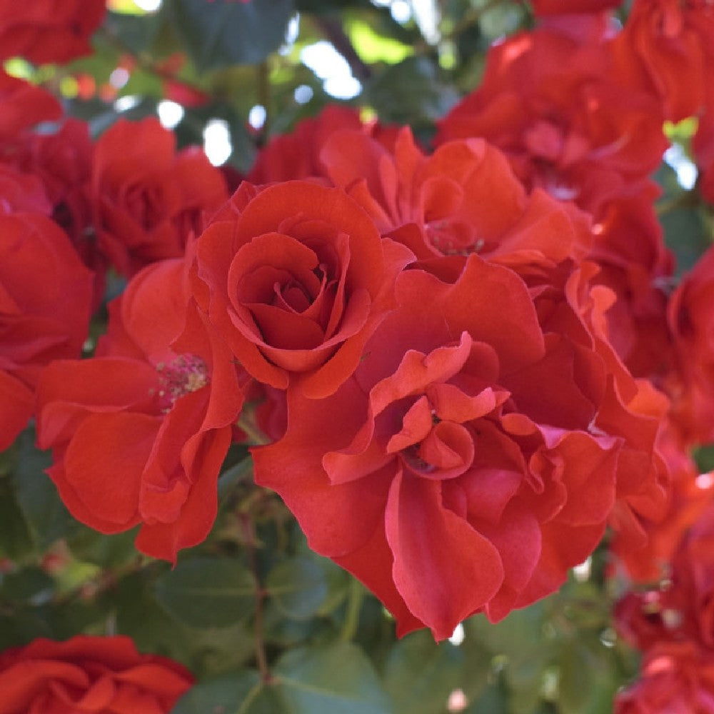 Pianta ROSA BREVETTATA LA SEVILLANA Â® RAMPICANTE rossa MEILLAND vera PROFUMATA