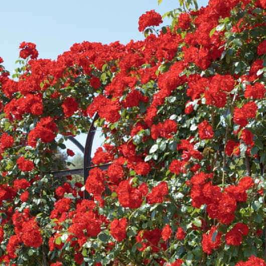 Pianta ROSA BREVETTATA LA SEVILLANA Â® RAMPICANTE rossa MEILLAND vera PROFUMATA