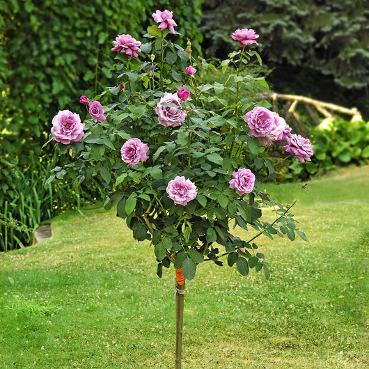 Pianta ROSA BREVETTATA CHARLES DE GAULLE ®MEILLAND viola rosa ALBERELLO vaso24