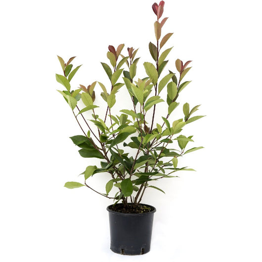 Pianta di PHOTINIA RED ROBIN cespuglio per siepi ROSSA h50cm VASO 18 FOTO REALE