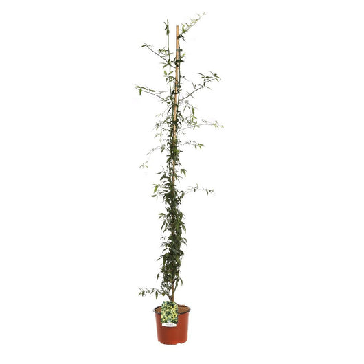 Pianta di ROSA BANKSIAE LUTEA fiore giallo rampicante SENZA SPINE vaso 18/20 cm