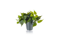 Pianta Finta con Vaso Trasparente Arredo Casa Interno Plant GD Trio