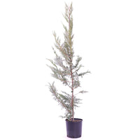 PIANTA Albero di LEYLANDII verde PER BARRIERE leiland CONIFERE fitocella 18 cm