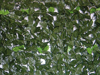 SIEPE EVERGREEN BRIXO LAURO 1X20MT