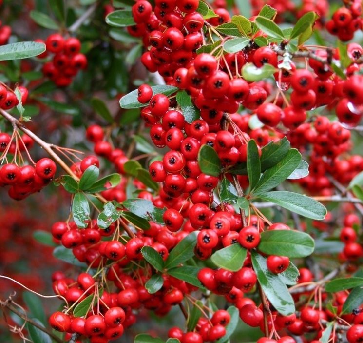 Pianta PYRACANTHA RED COLUMN piracanta pungitopo bacca h60cm VASO18 FOTO REALE