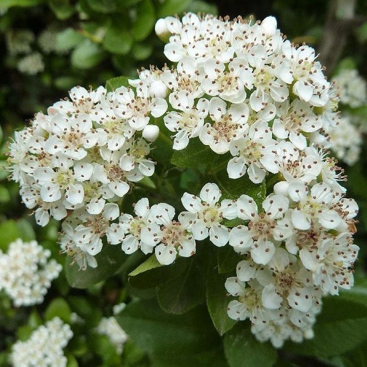 Pianta PYRACANTHA RED COLUMN piracanta pungitopo bacca h60cm VASO18 FOTO REALE