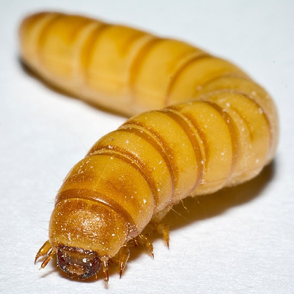 NASTRO TRAPPOLA COLLOSA per tronchi ALBERI insetti per piante Zapi