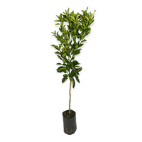 Pianta Albero di POMELO PUMELO agrume succoso CITRUS MAXIMA vaso18cm FOTO REALE