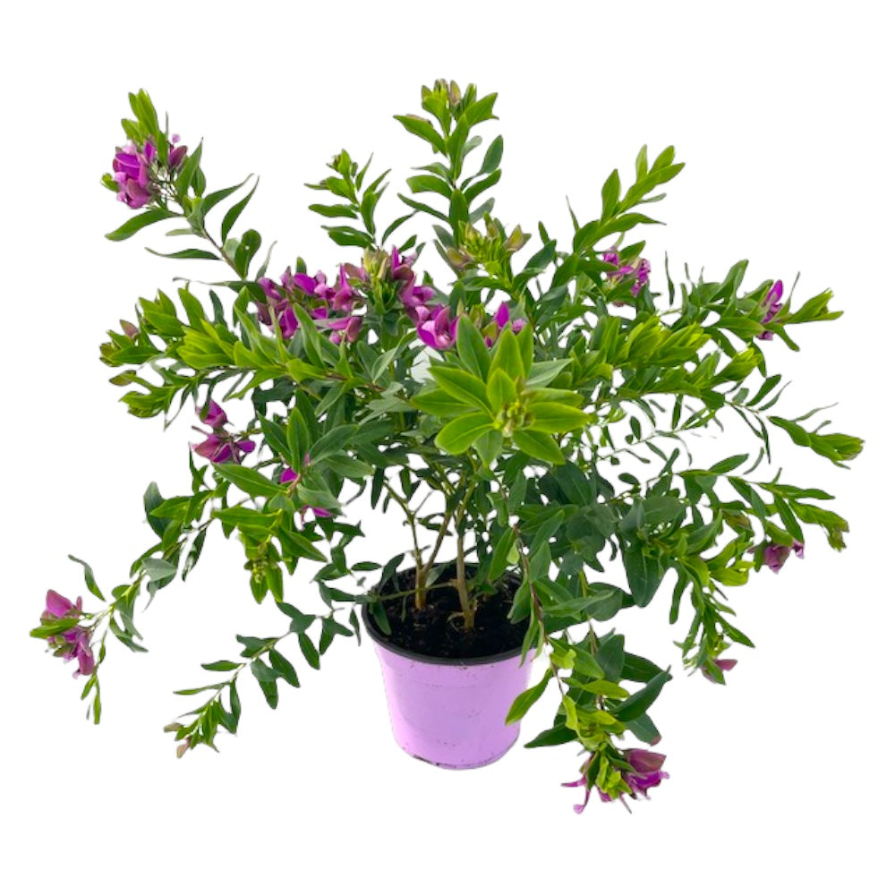 Pianta di POLIGALA MIRTIFOLIA polygala fiore viola in vaso 18 cm FOTO REALE