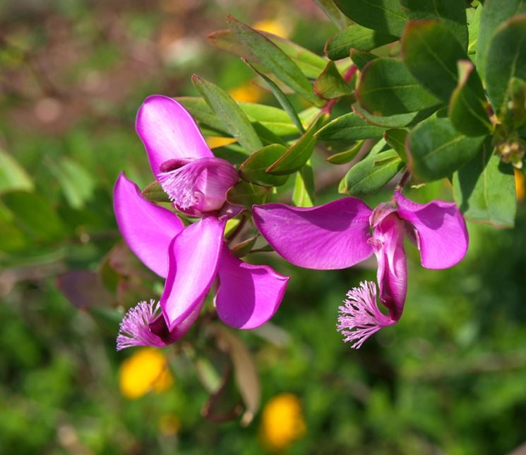 Pianta di POLIGALA MIRTIFOLIA polygala fiore viola in vaso 18 cm FOTO REALE