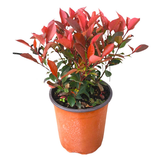 Pianta di PHOTINIA NANA rossa cespuglio X FRASERI h50cm VASO 24 FOTO REALE