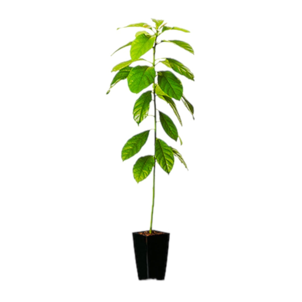 Pianta Albero di AVOCADO esotico frutti tropicali vaso20cm h110cm FOTO REALE