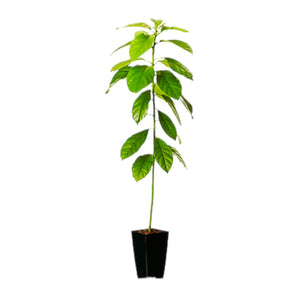 Pianta Albero di AVOCADO esotico frutti tropicali vaso20cm h110cm FOTO REALE