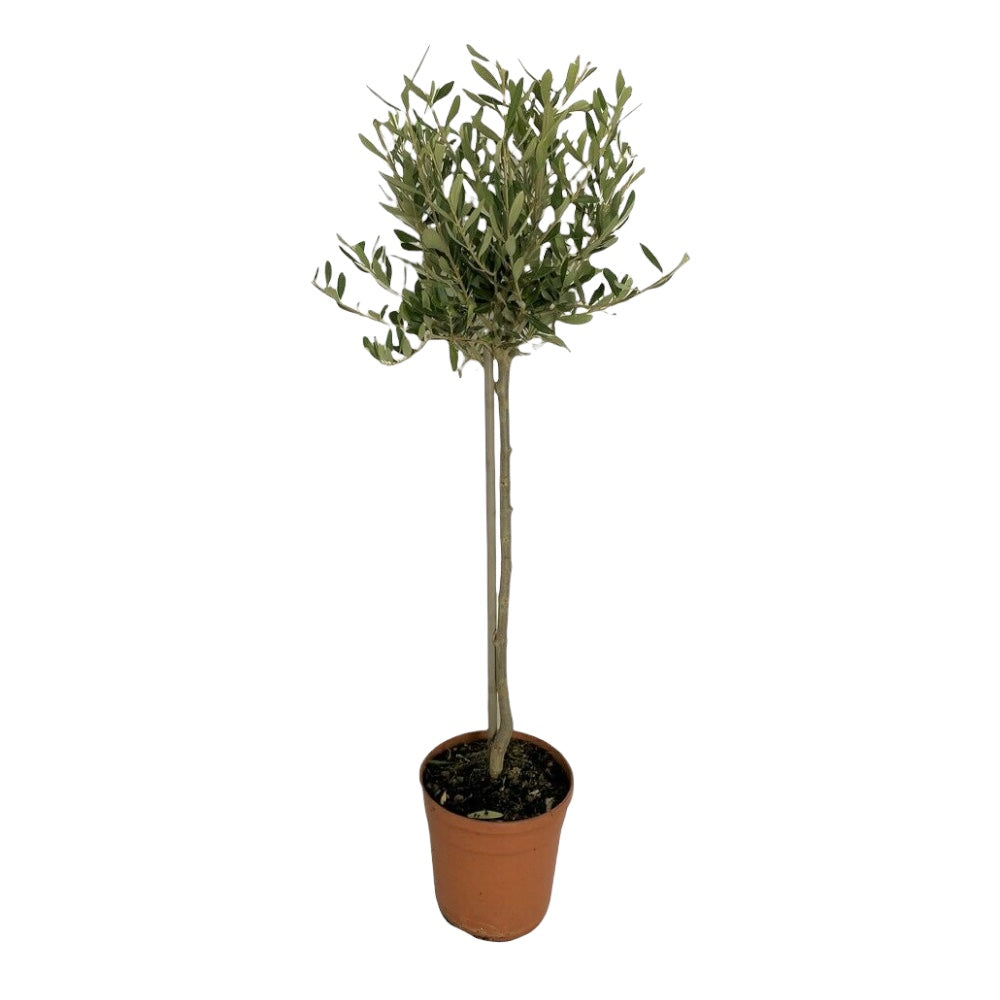 Pianta di OLIVO BONSAI A PALLA MINI FUSTO alberello IN VASO 20 CM FOTO REALE