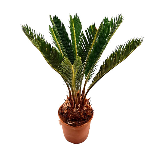 Pianta di CYCAS REVOLUTA palma in vaso 18 foglia a punta h 40/60 cm FOTO REALE