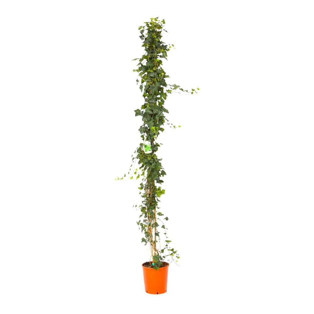 Pianta di HEDERA VERDE rampicante vaso 16 cm FOTO REALE rampicanti