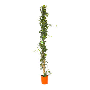 Pianta di HEDERA VERDE rampicante vaso 16 cm FOTO REALE rampicanti