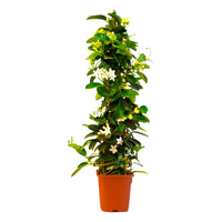 pianta di GELSOMINO DEL MADAGASCAR rampicante STEPHANOTIS PROFUMATISSIMO vaso 18