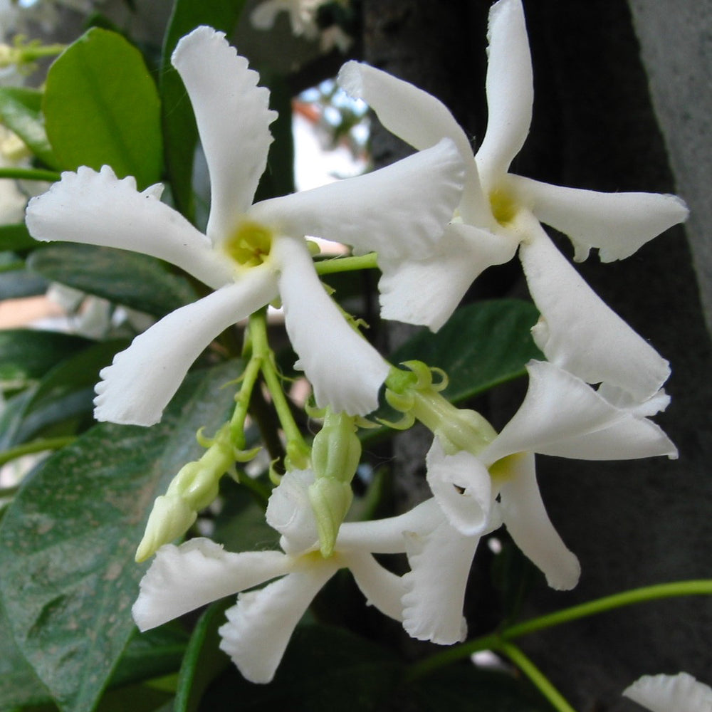 Pianta RINCOSPERMUM JASMINOIDE falso gelsomino RAMPICANTE VASO18 h150 FOTO REALE