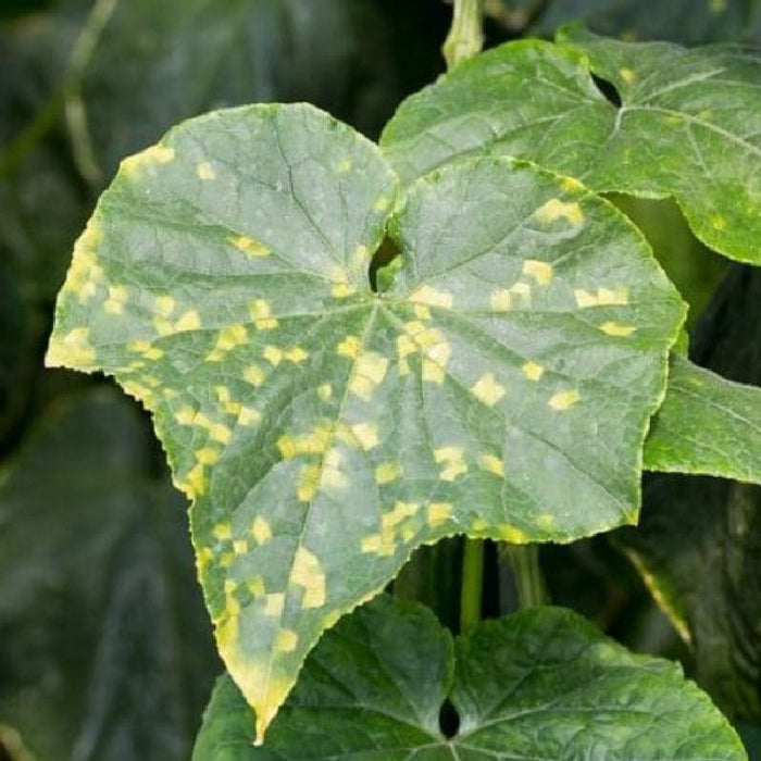 ZOLFO RAMATO biologico A BASE DI rame PER TRATTAMENTI CONTRO malattie FUNGHI 5KG