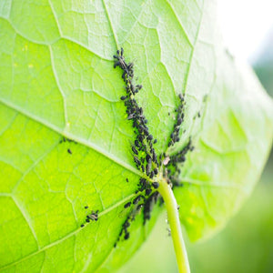 INSETTICIDA BIOLOGICO CAOLINO MICRONIZZATO per insetti parassiti 1 KG VEBI BIO