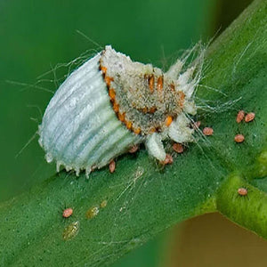 OLIO DI LINO INSETTICIDA anticocciniglia BIOLOGICO PER COCCINIGLIA 1 LT Flortis