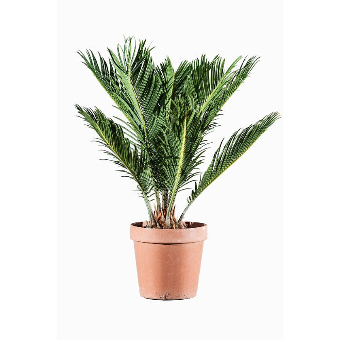 CONCIME per SIEPI PIANTE VERDI CONIFERE CYCAS Flortis granulare 5 KG FLORTIS