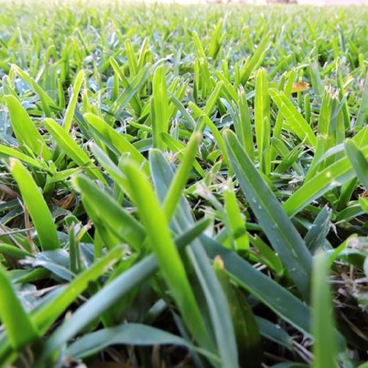 CONCIME ANTISTRESS INVERNALE per prato TAPPETI ERBOSI piante fiorite 10 Kg Green