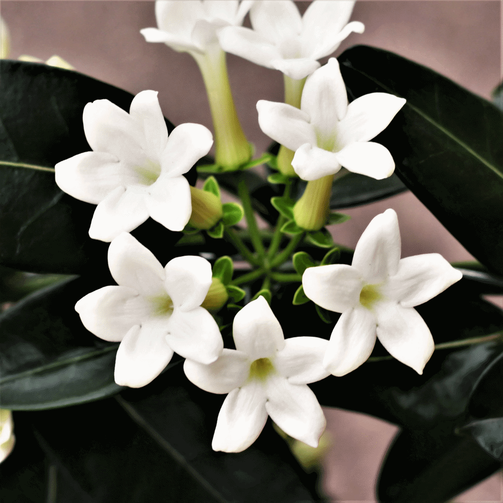 Pianta di STEPHANOTIS AD ARCO rampicante BIANCO GELSOMINO PROFUMATO vaso12cm