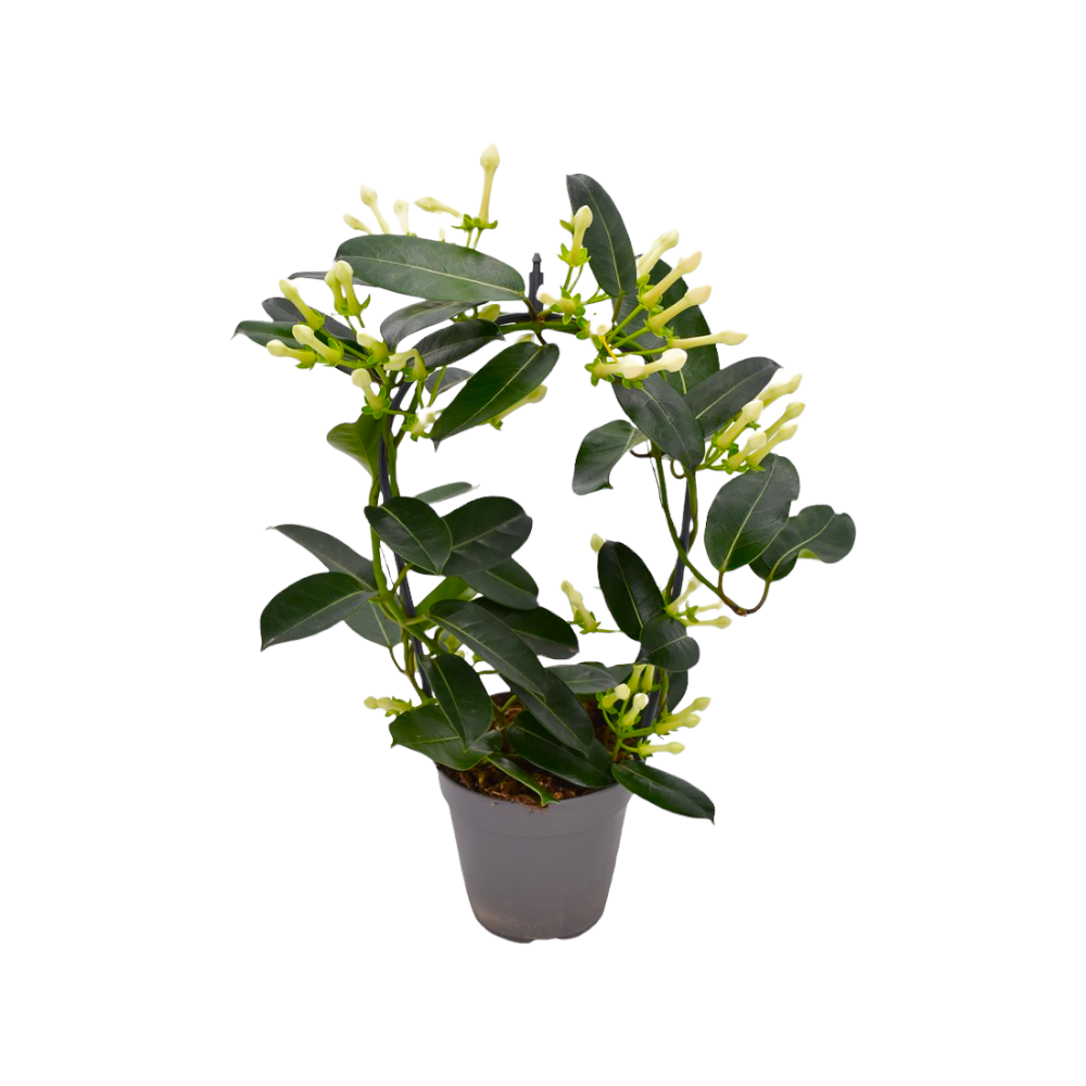 Pianta di STEPHANOTIS AD ARCO rampicante BIANCO GELSOMINO PROFUMATO vaso12cm