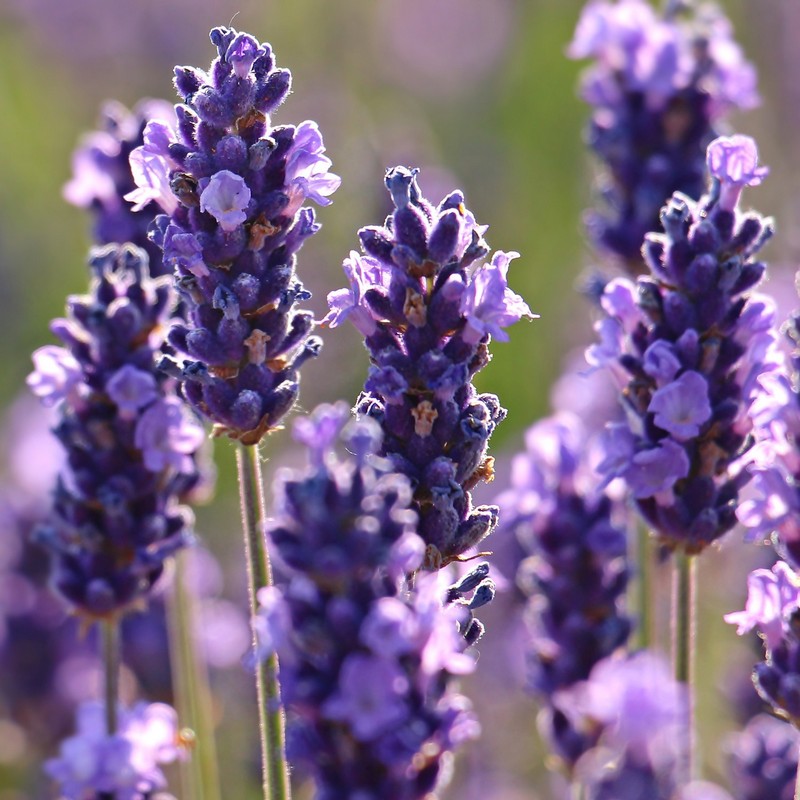 1 Pianta di Lavanda Vera in vaso AROMA profumato fiore VIOLA FOTO REALE